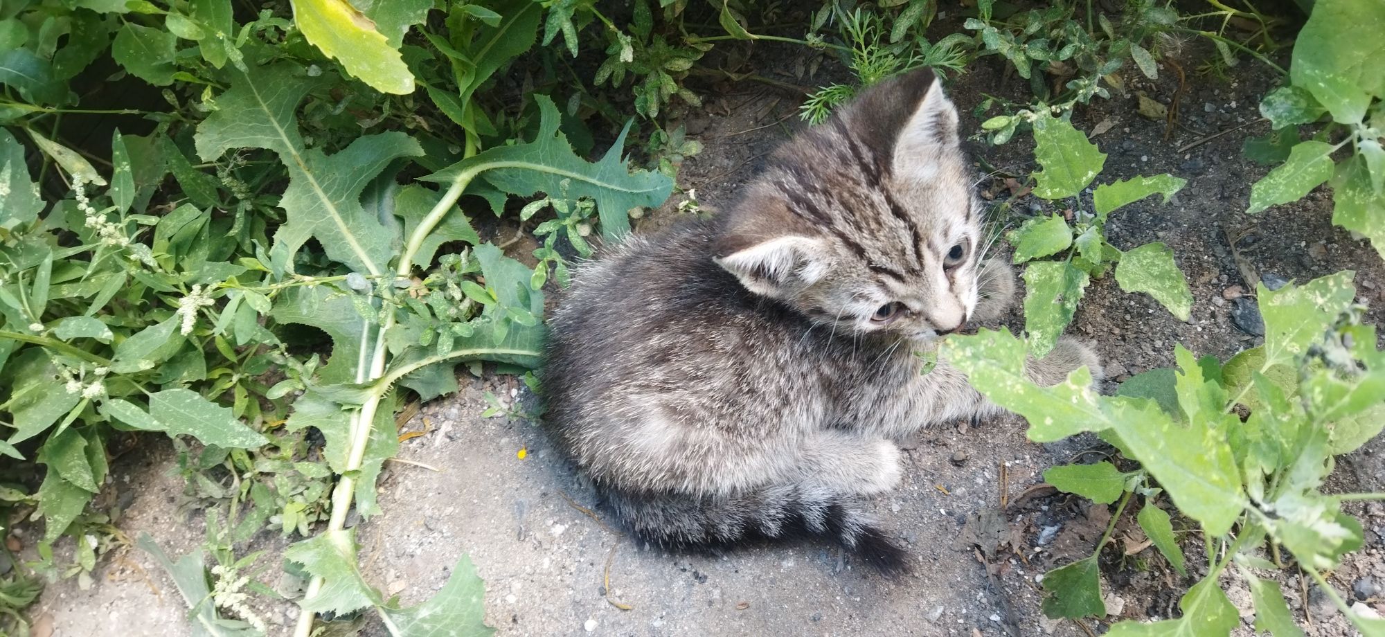 Классные котятки