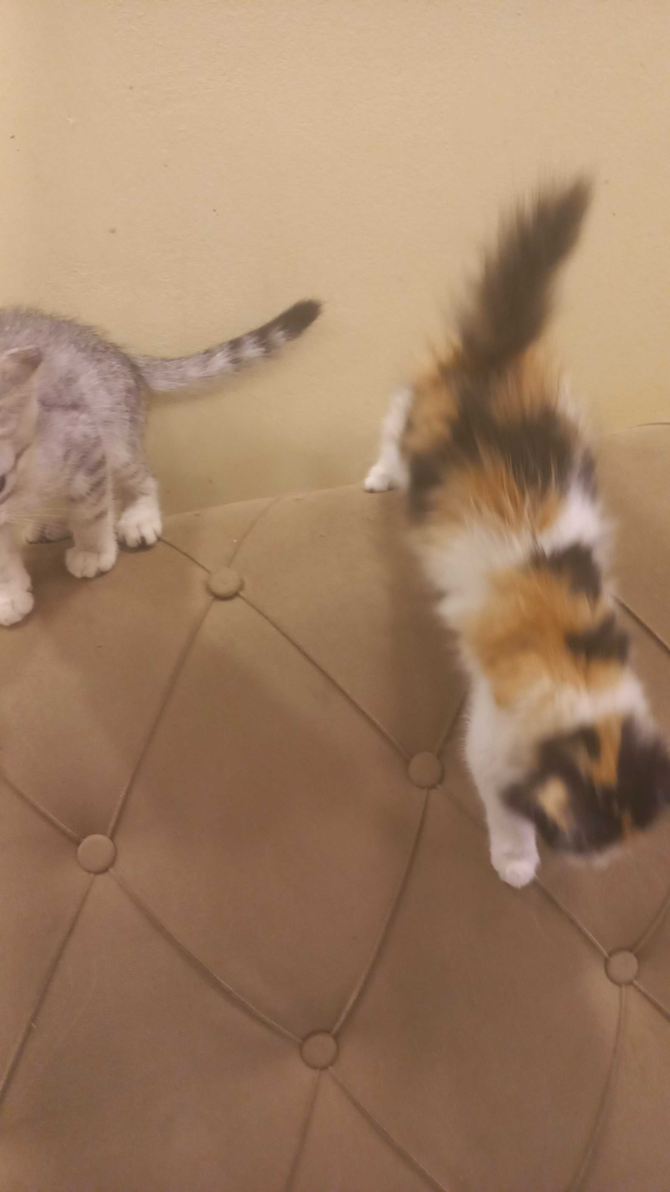 Котята на Стройконторе