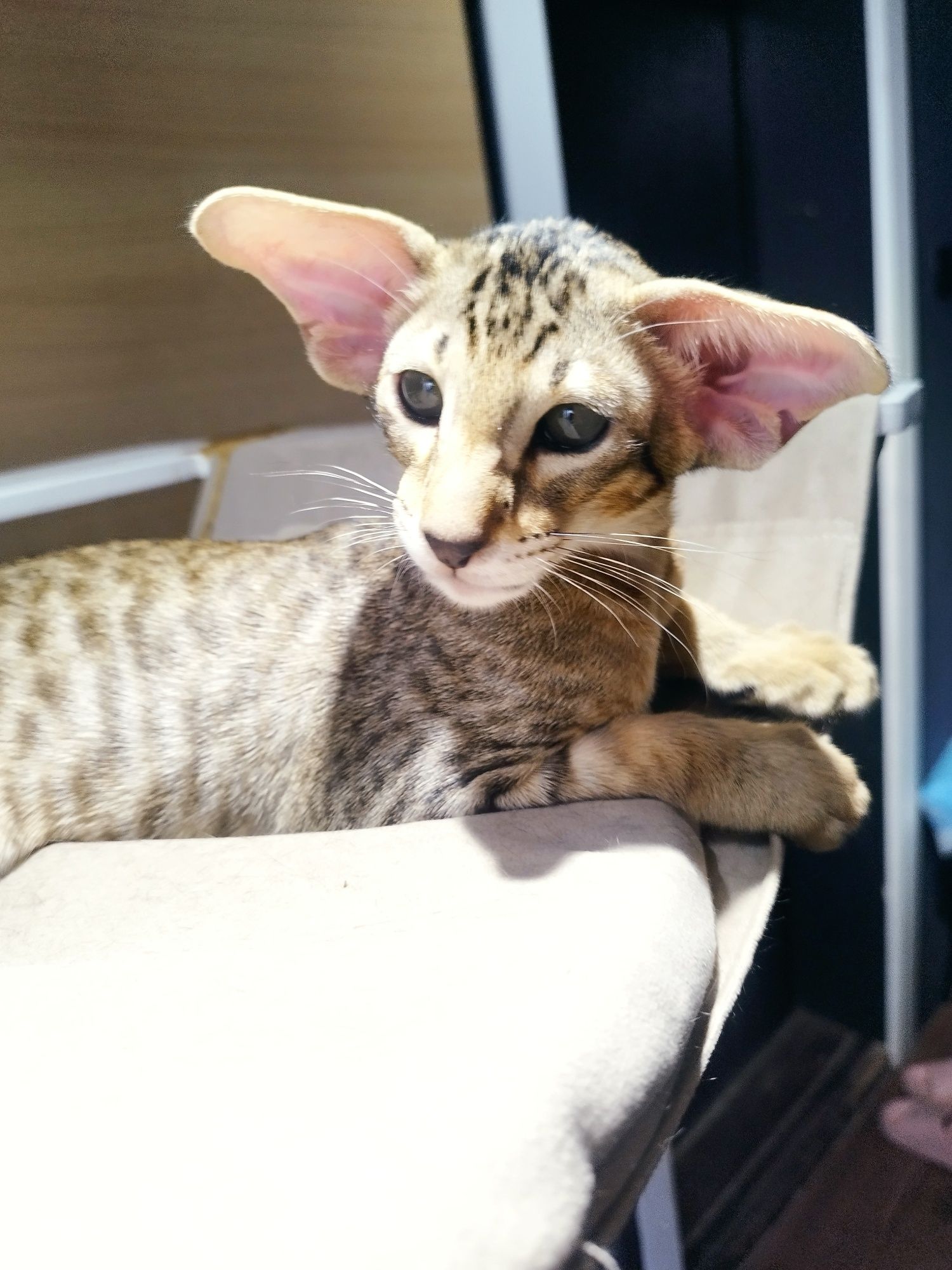 Ориентальные котята экстрим