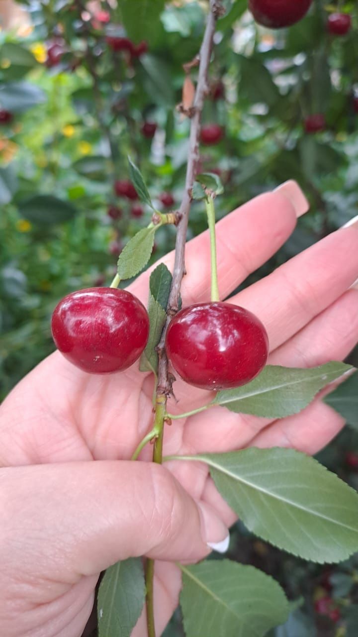 Продам вишню крупная спелая