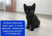 Котенок мальчик ищет дом