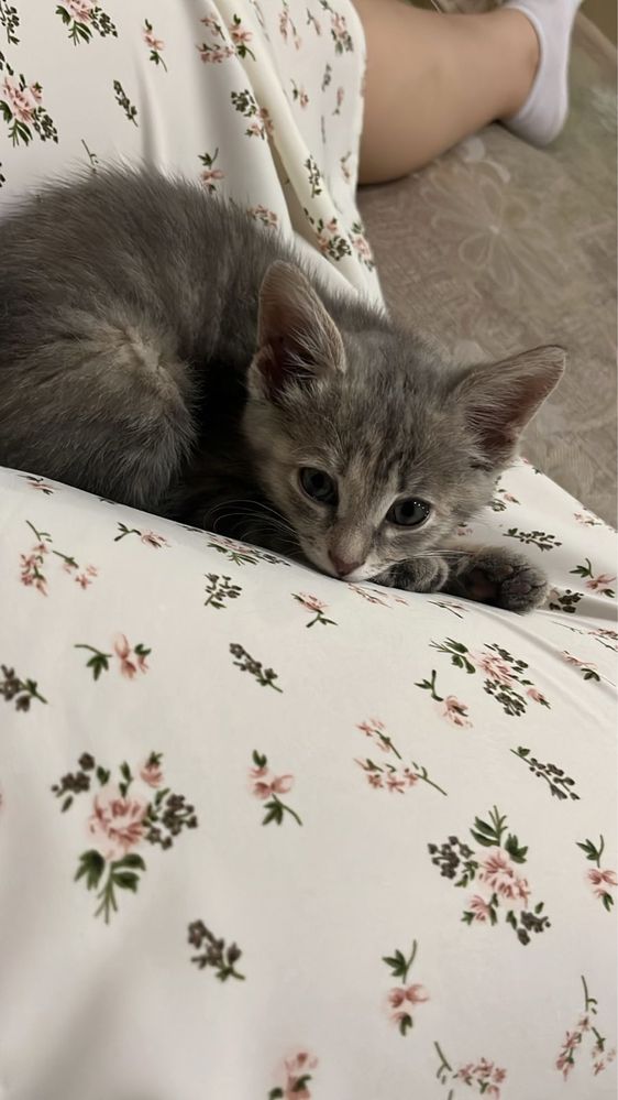 Бесплатно отдам котенка