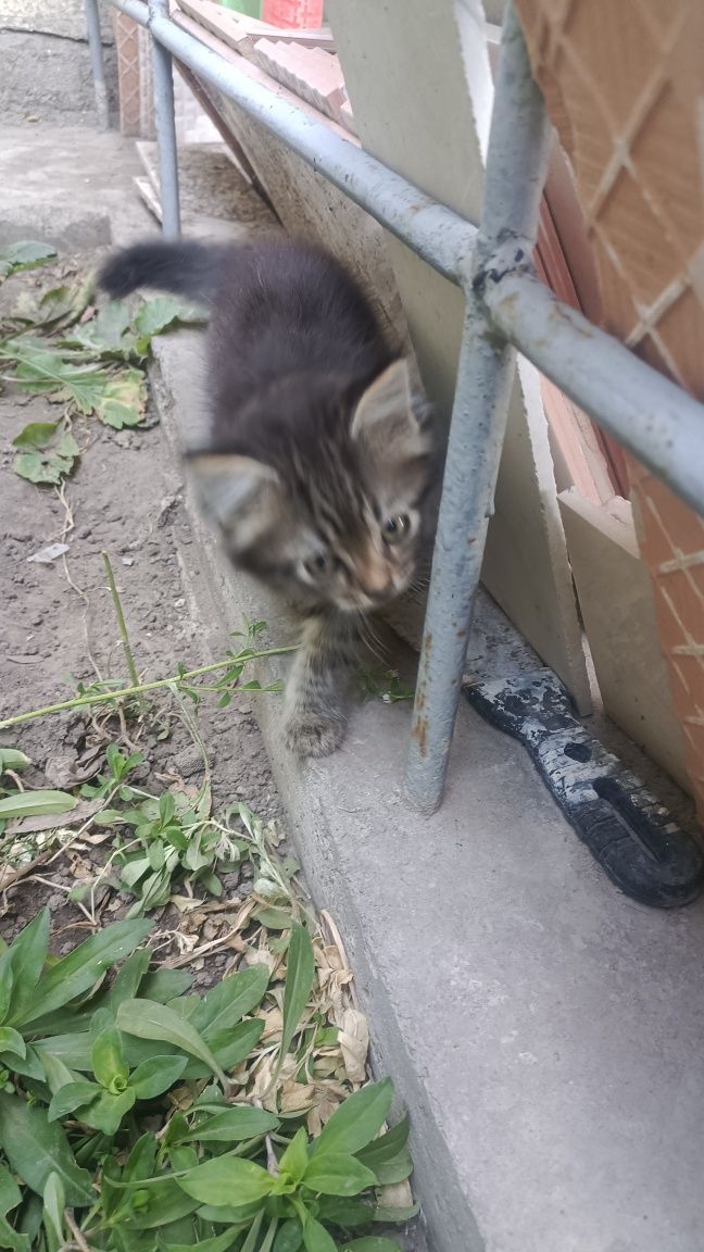 Отдам котят бесплатно