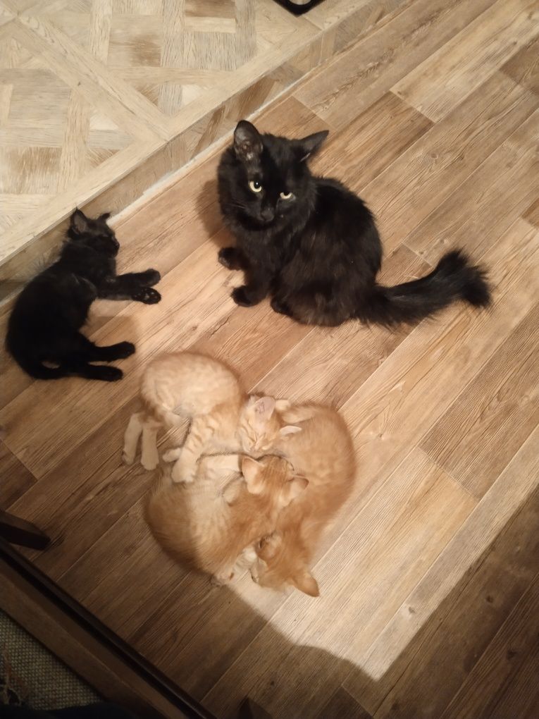 Котята бесплатно
