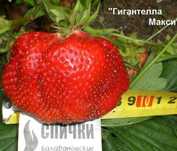 Клубника 10000 тыс