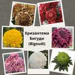 Рассада хризантемы Бигуди, крупноцветкой, срезочной