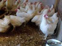 Продам кур несушек