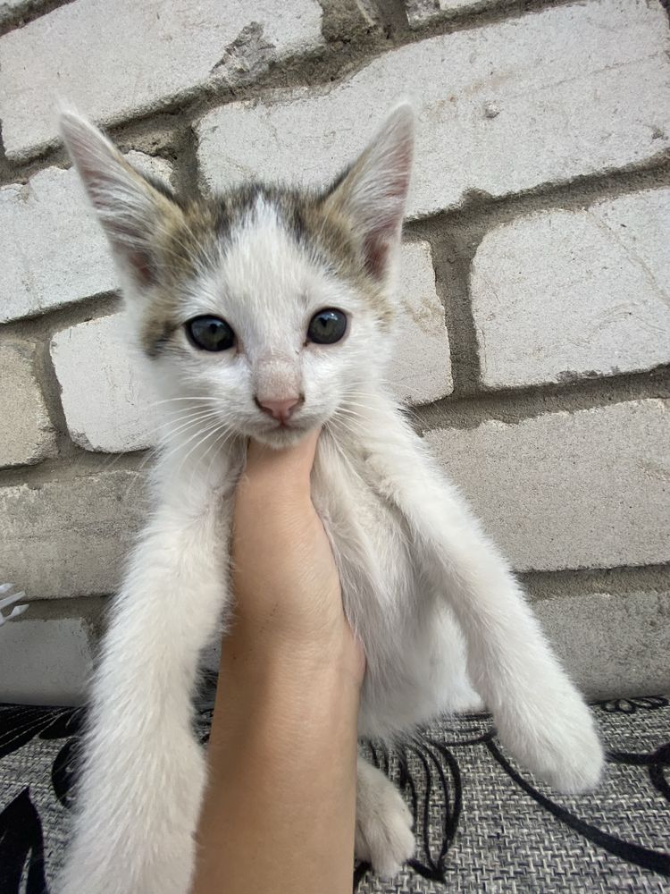 Отдам в добрые руки (с доставкой)