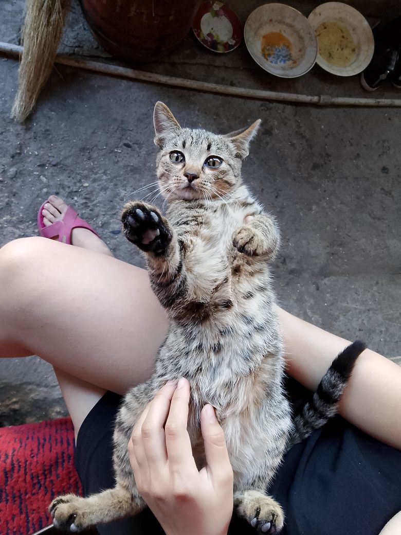 Котята 4 месяца, родились 28 февраля