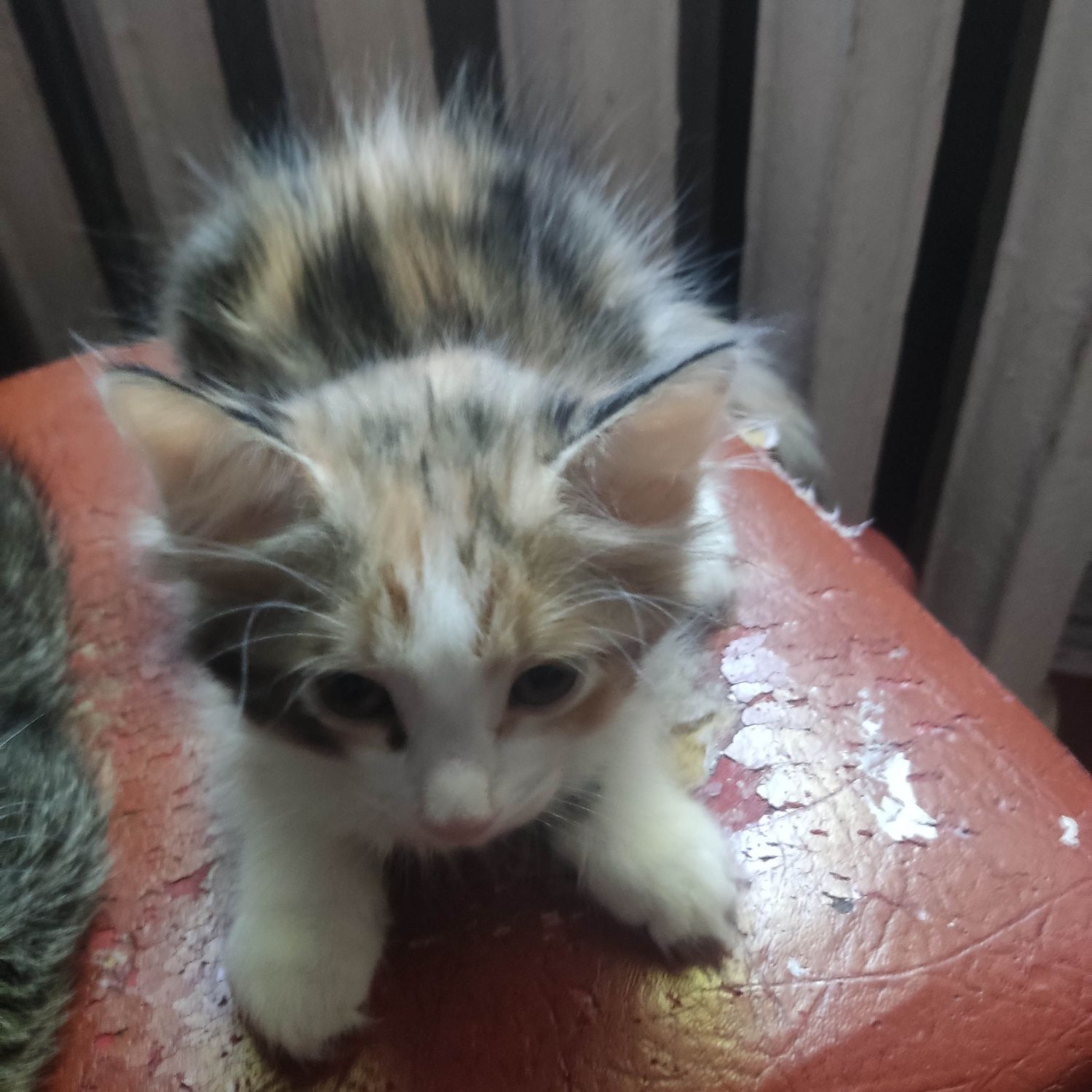 Отдам котят  бесплатно