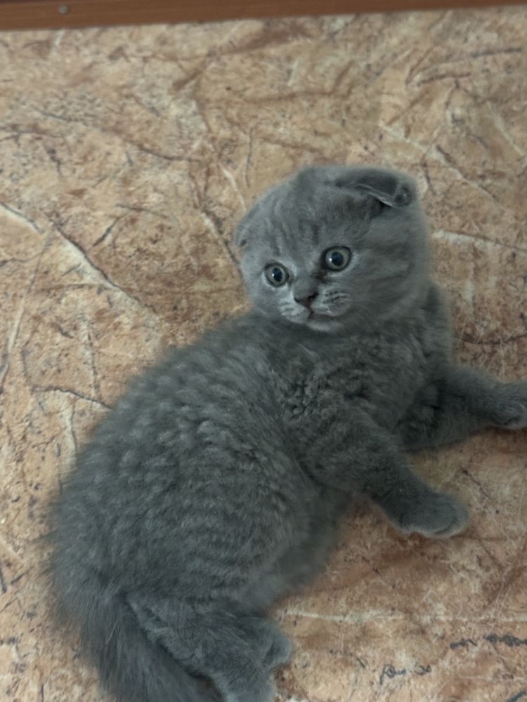 шотланские вислоухие котята