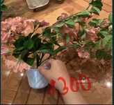 Декоративные цветы