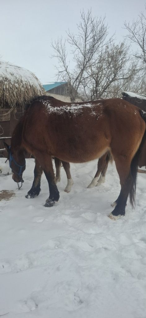 Продам кобылу, жеребая, вместе с годовалым жеребенком