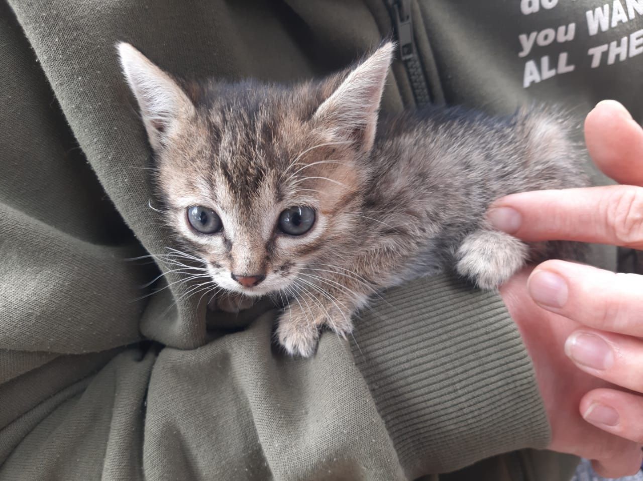 Отдам котят в добрые руки