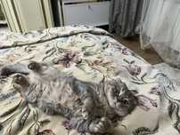 шотланский веслаухий кот
