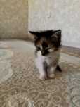 Кошка, отдам котенка