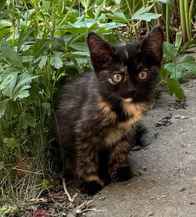 Отдам котят в хорошие руки.