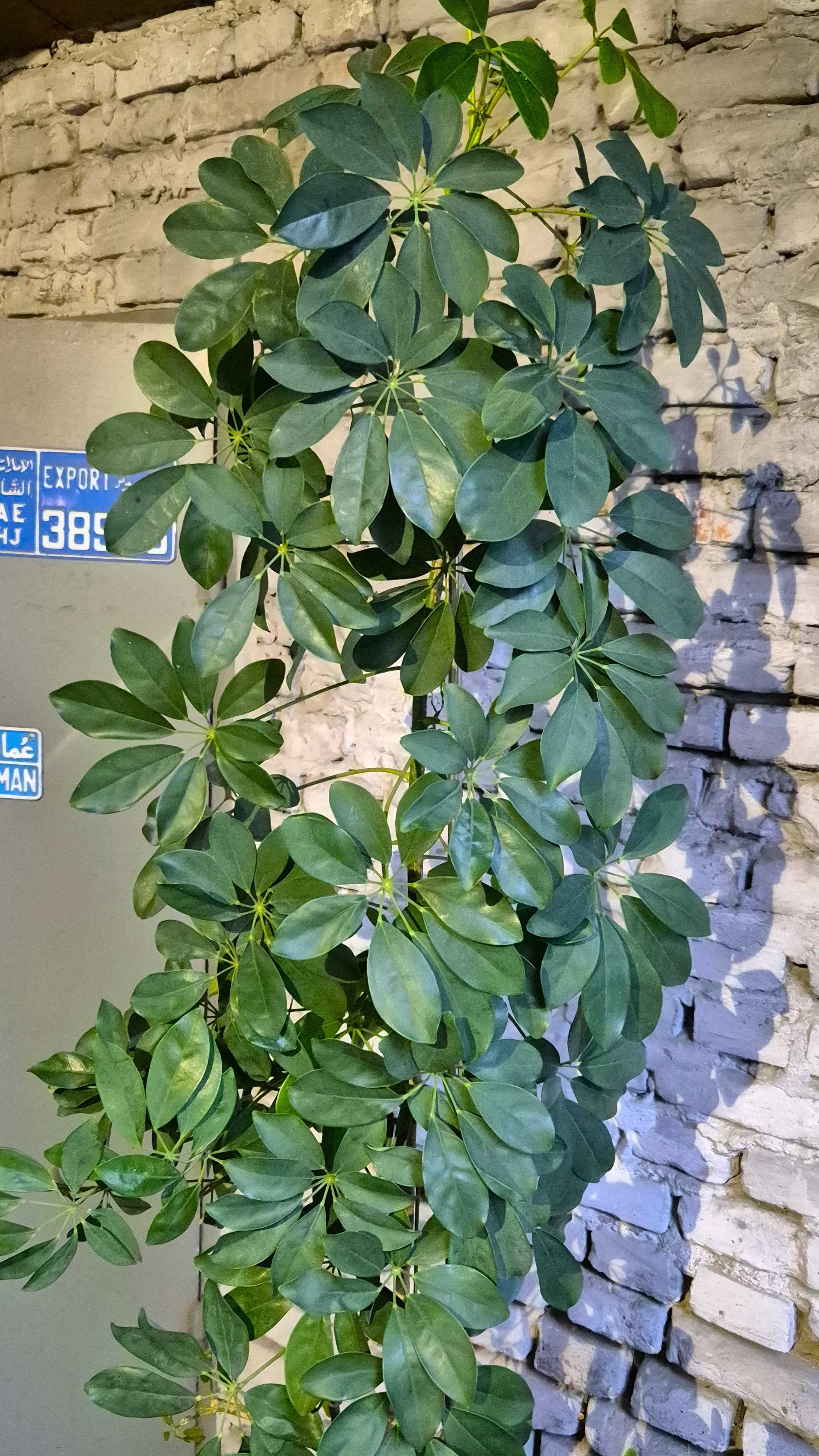 Шеффлера (Schefflera) 2.2м экзотическое растение в офис или домой.