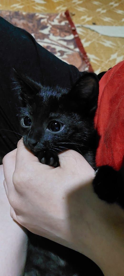 Котята в хорошие руки