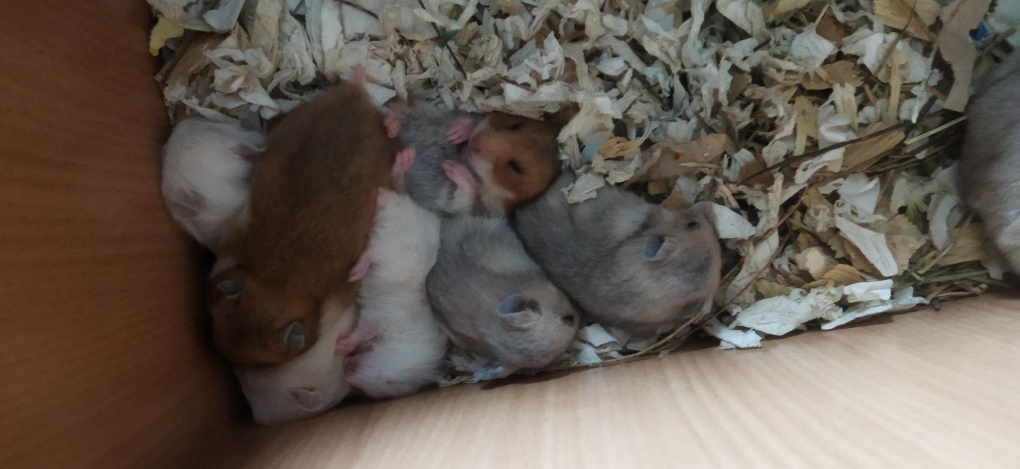 Продам сирийских  хомячат