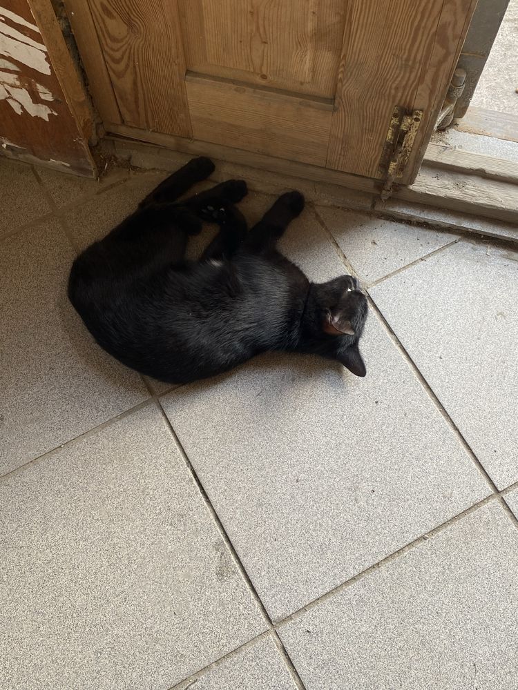 Кошечка,девочка,молодая