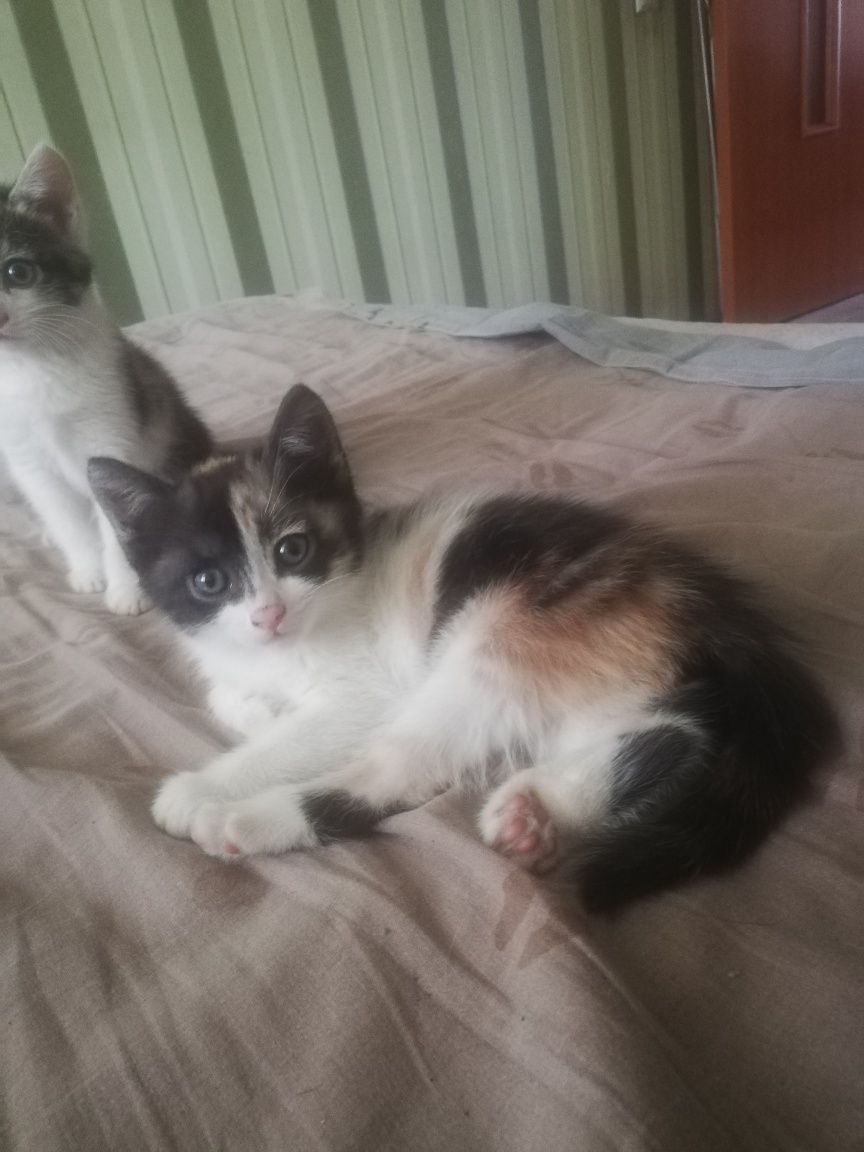 Отдам кошечек бесплатно