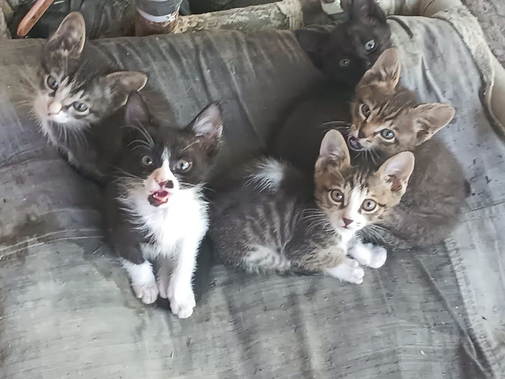 Отдам котят бесплатно