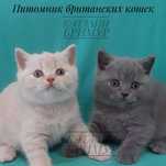 Британские котята. Питомник.