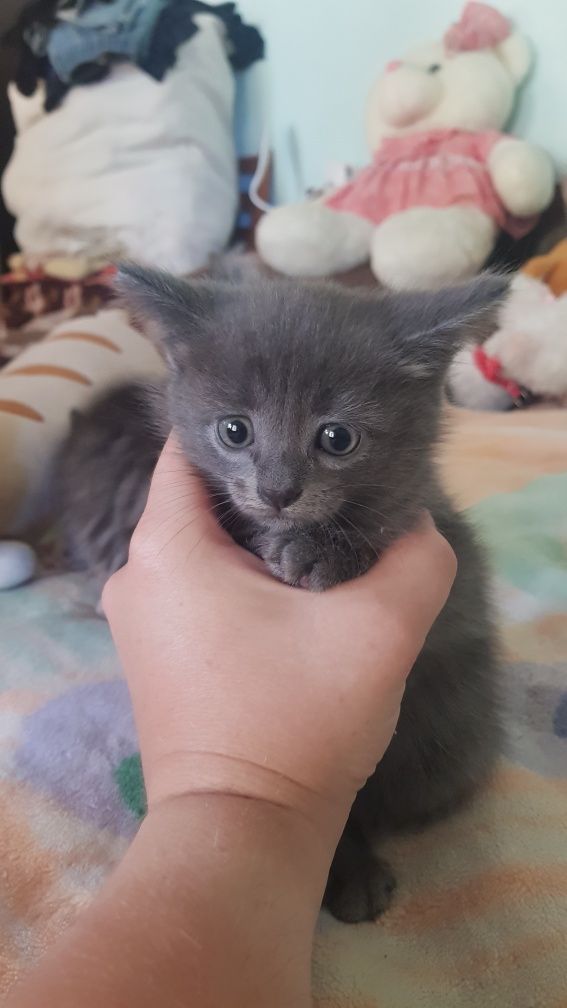 Котята ищут себе любящих хозяев