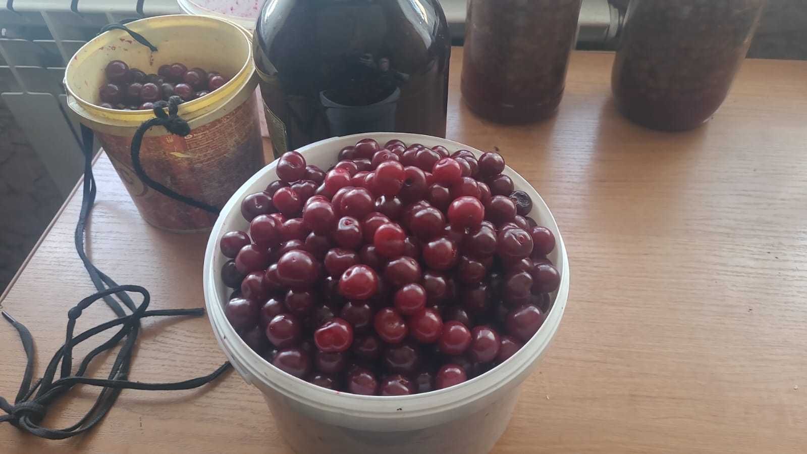 Вишня домашняя сочная
