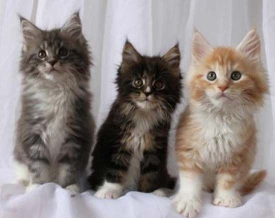 Шикарные котята Мейн Куна