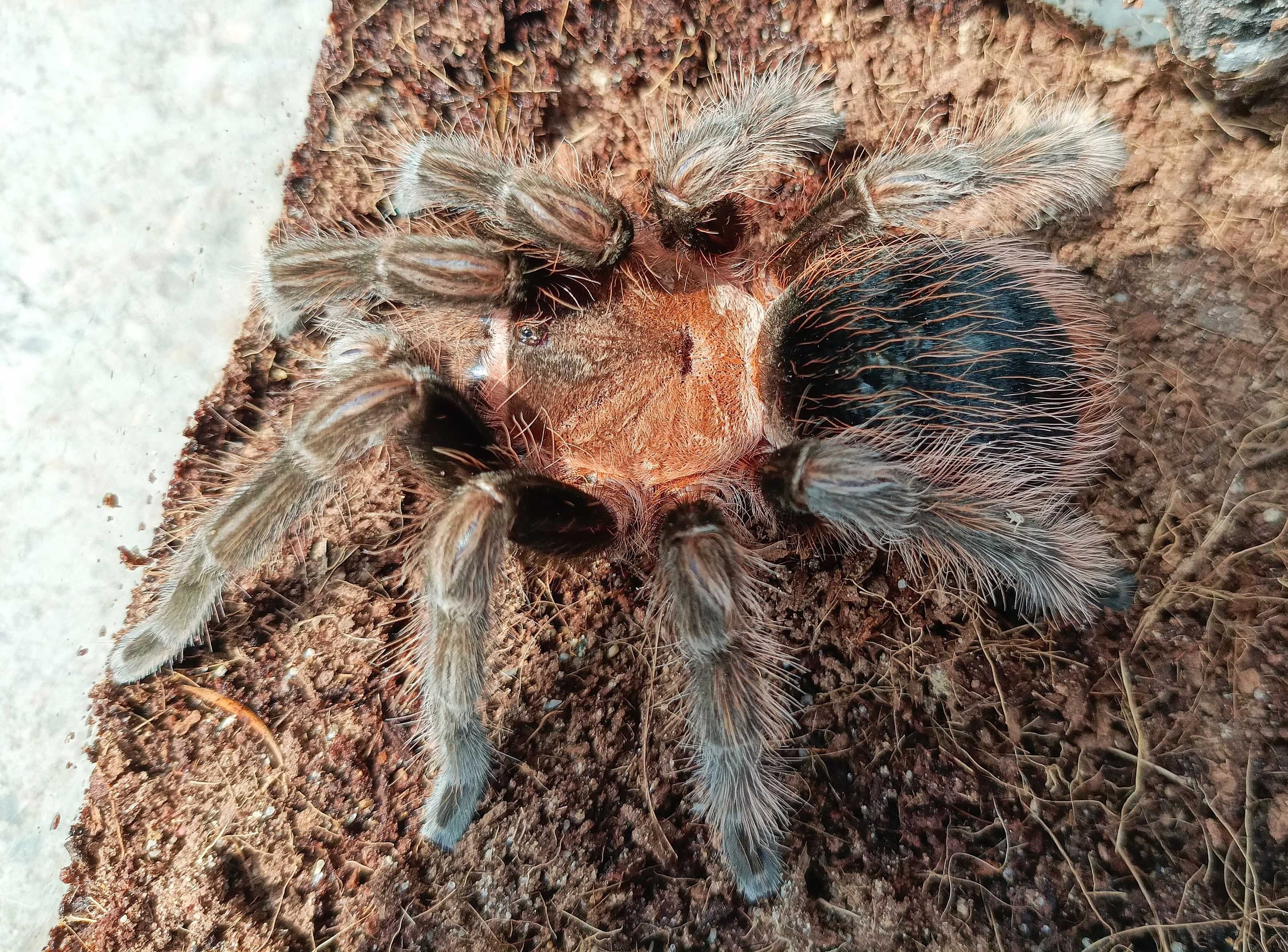 Brachypelma angustum (Sericopelma angustum) \ Паук-птицеед (Самка)