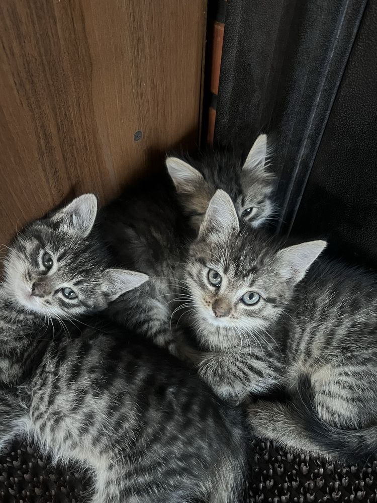 Котята бесплатно