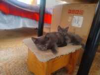 Котята крысоловы