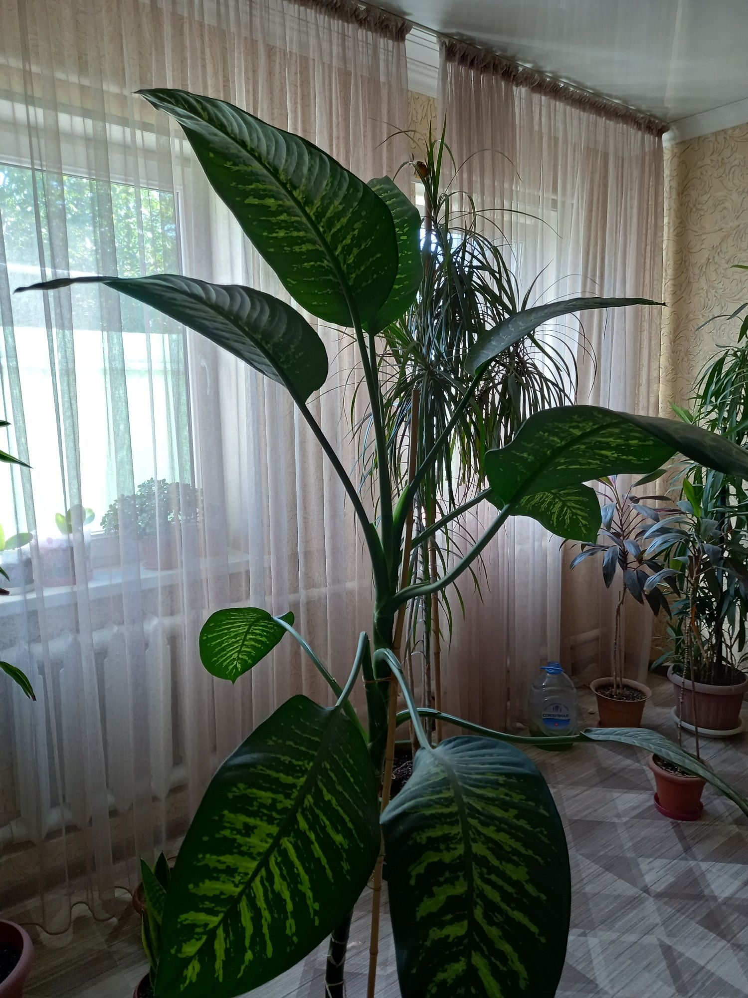 Комнатные цветы ,разные колеус и другие