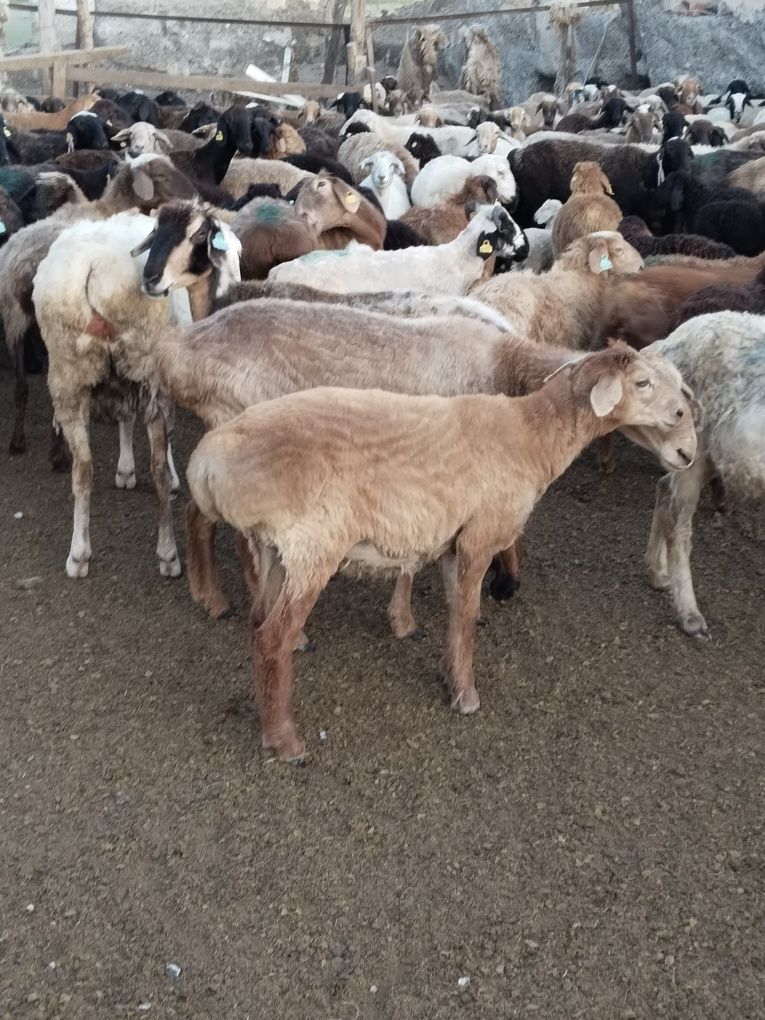 Продажа баран разных возраст