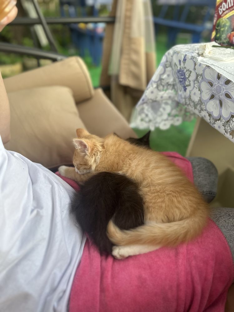 Чудесные котята ищат любящую семью