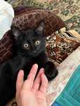 Отдам в добрые руки черную кошечку