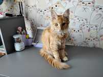 Котенок Мейн Кун