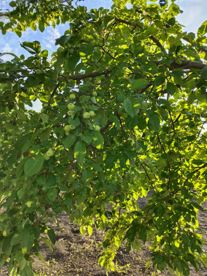Продам дачу с/т Дружба 10 соток