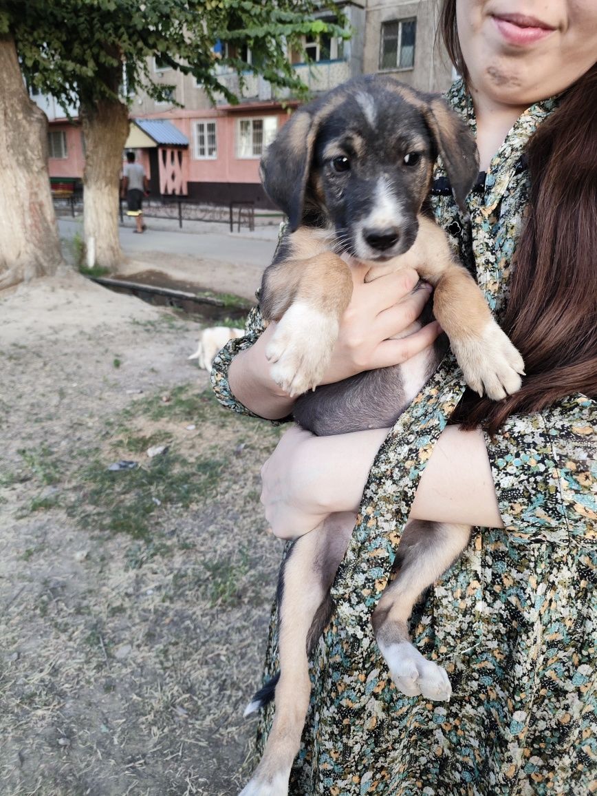 Щенок девочка в надёжные руки