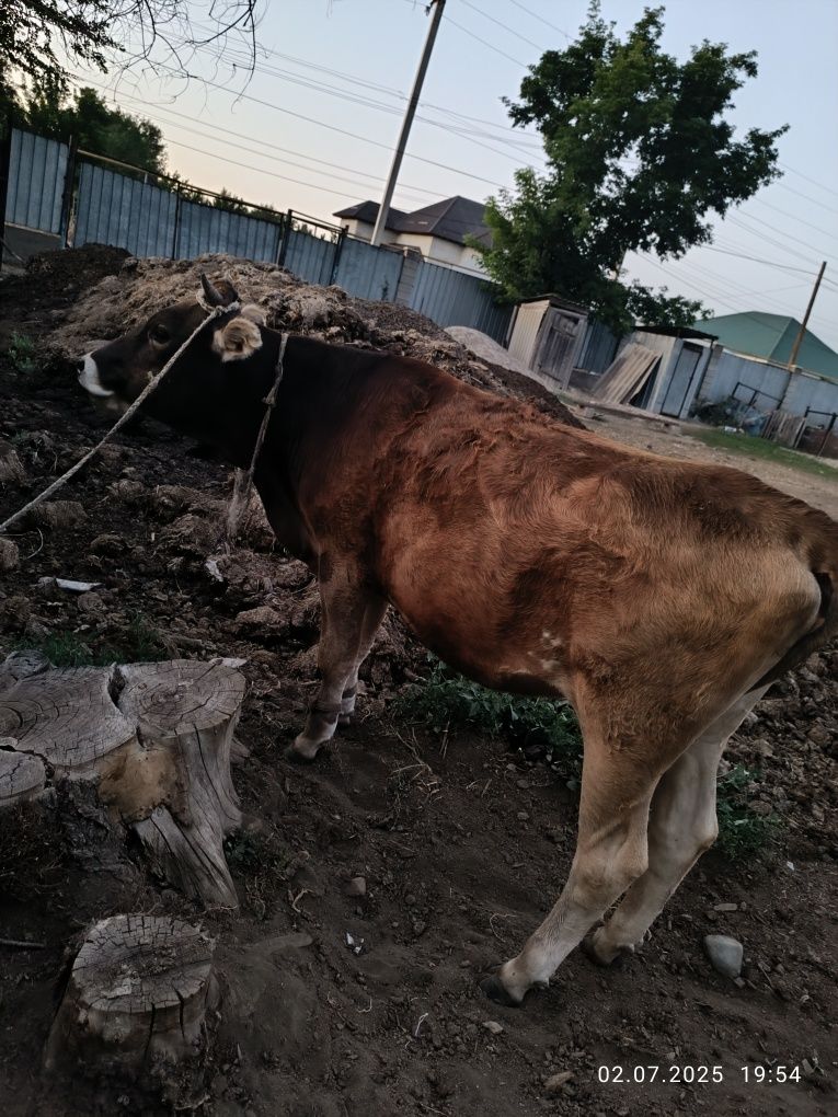 Құнажын ұрғашы,еркек бұзау,ұрғашы бұзау сатылады