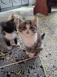 Отдам котят в хорошие руки