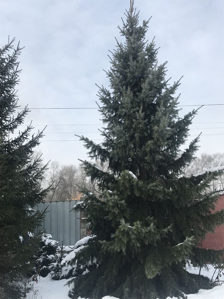 Елка живая