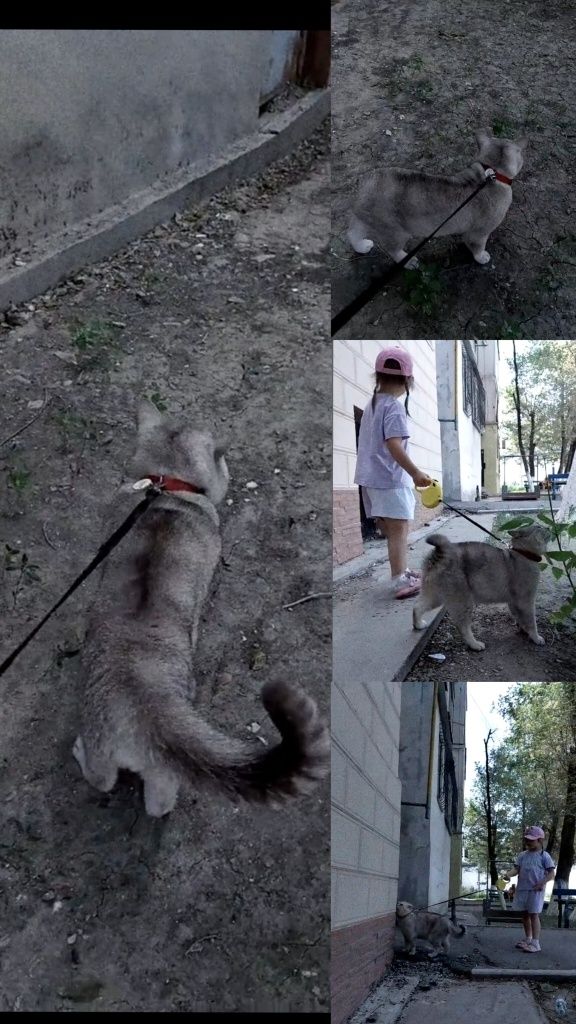 Вязка ( вислоухих и прямоухих кошек)