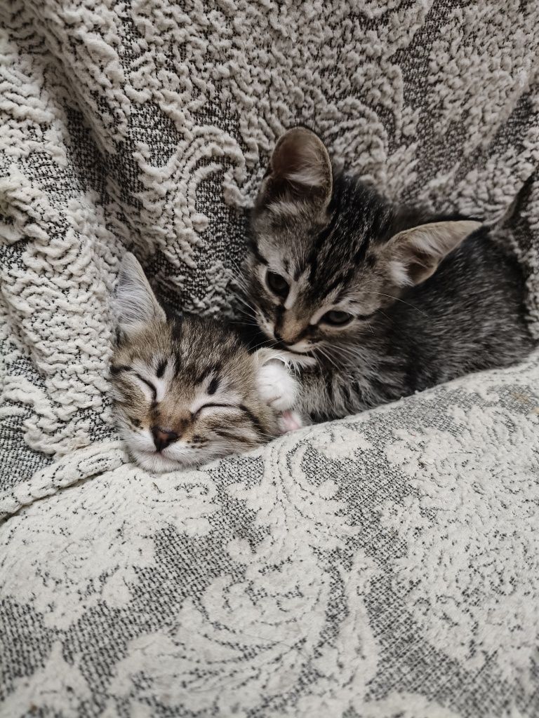 Отдам Котят в добрые руки.