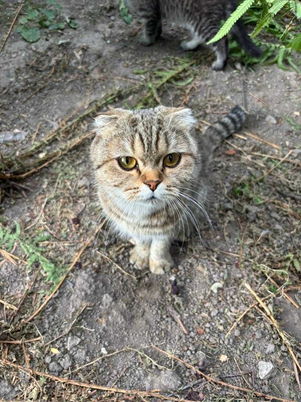 Продам 3 котенка