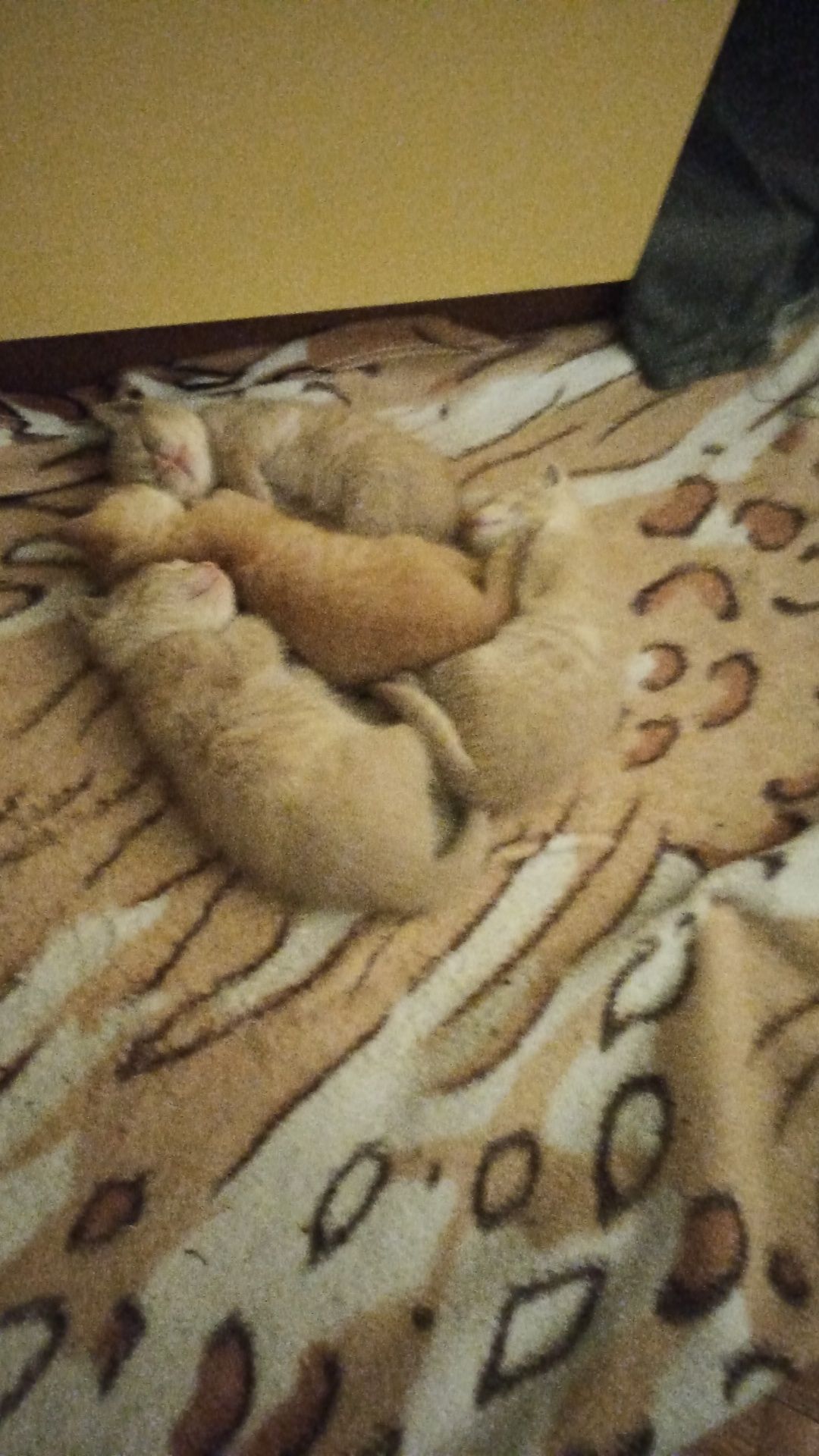 Подарю котят бесплатно