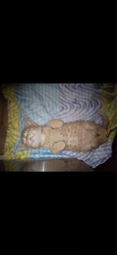 Котята рыжие