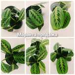 Маранта Lemon Laim
